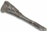 Fossil Ornithopod Dinosaur (Dryosaurus) Tibia - Wyoming #325128-2
